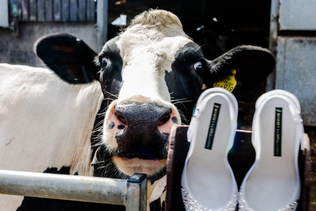 A black and white cow with wide eyes stares curiously at the camera, while a pair of sparkly white shoes—perfect for a rustic wedding—rests in the foreground on a wooden post. The background captures the simple charm of barnyard life.