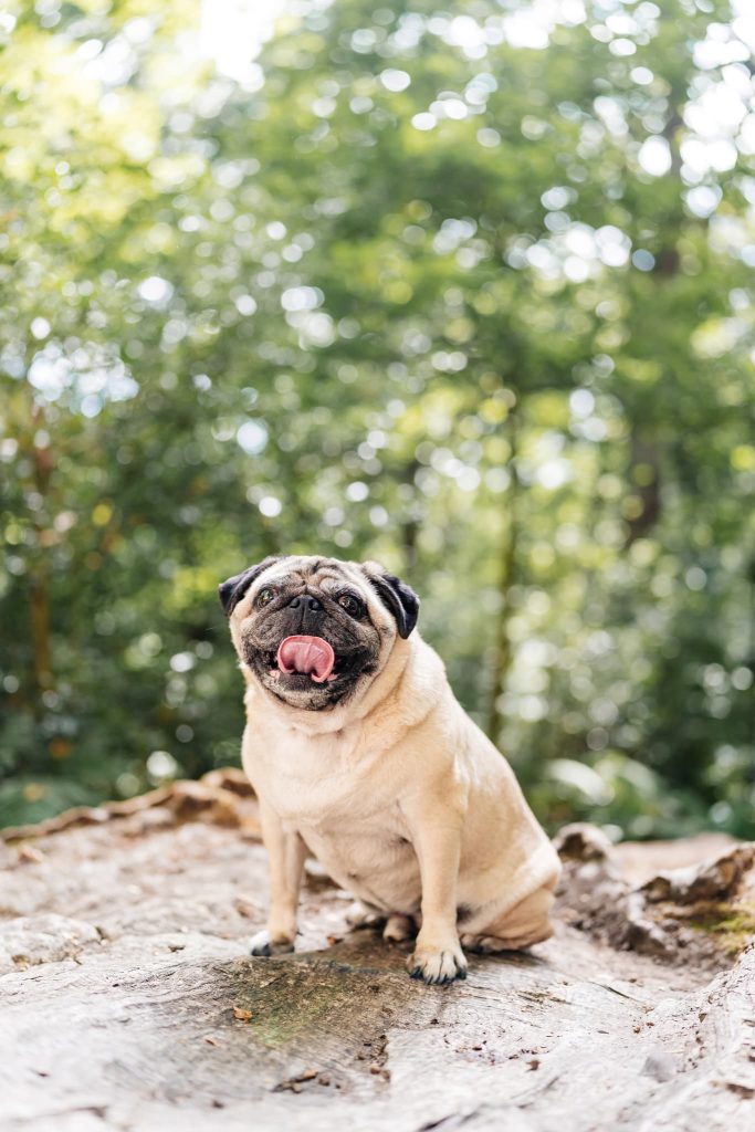 A happy pug with its tongue out sits on a tree stump in a forest, perfectly captured by a Leicester Dog Photographer. The background is filled with lush green foliage and soft, dappled sunlight filtering through the trees, creating a serene and cheerful atmosphere.