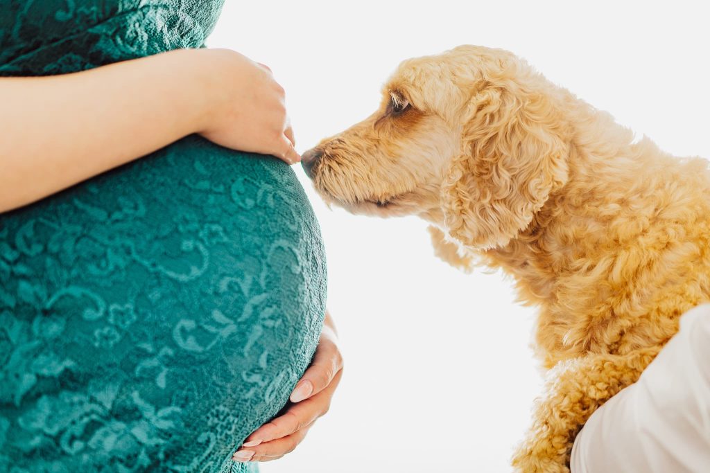 A curly-haired dog gently sniffs a pregnant womans belly, creating a tender moment captured by a Northampton maternity photographer. The woman wears a green lace dress against a bright, softly blurred background.