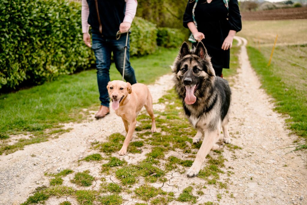 Two people, possibly glimpsed by a Lincolnshire pet photographer, walk two dogs on a dirt path engulfed in greenery. A small light brown hound mix and a large black and tan fluffy breed are on leashes, looking happy and energetic.